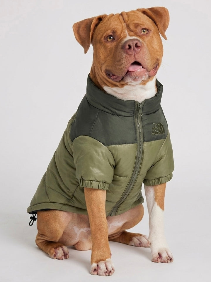 The Dog Face Puffer
