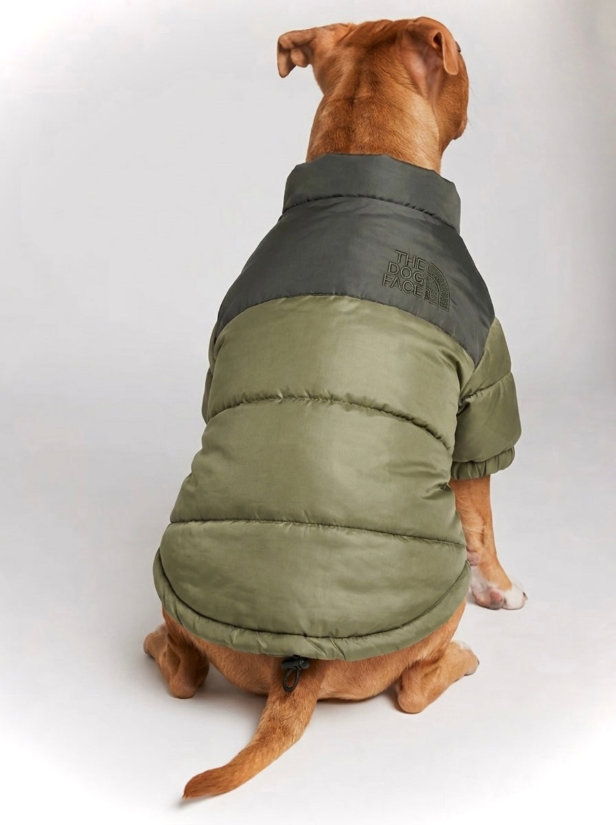 The Dog Face Puffer