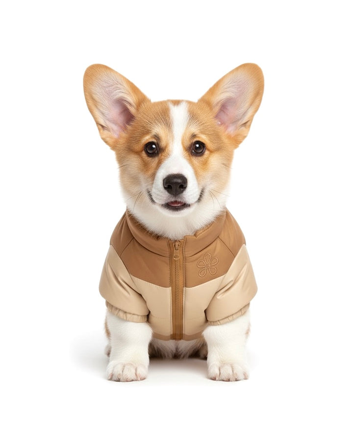 The Dog Face Explorer 