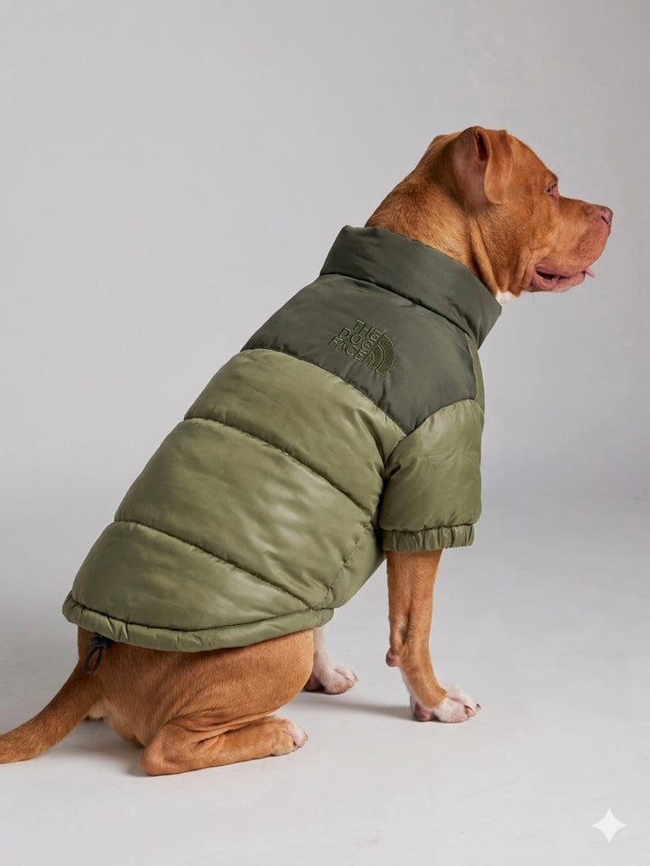 The Dog Face Puffer