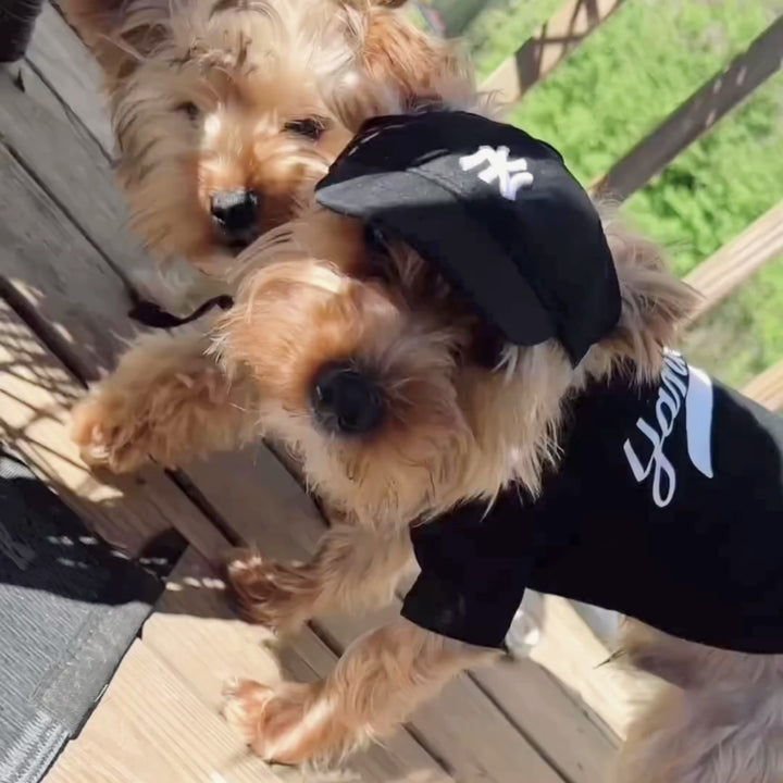 NY Yankees Dog Hat